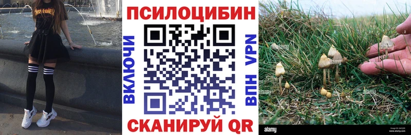 Галлюциногенные грибы Psilocybe где купить наркоту Рошаль